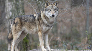 Sowohl in Glattbach als auch in der Lindenfelser Kernstadt wurde von mehreren Personen mutmaßlich ein Wolf gesichtet. Das Wolfszentrum Hessen appelliert jedoch, Informationen zu Wolfssichtungen, die etwa auf sozialen Netzwerken kursieren, mit Vorsicht zu genießen. Wer glaubt, einen Wolf gesehen zu haben, kann die Sichtung jederzeit an das Wolfszentrum melden und somit das hessische Wolfsmonitoring unterstützen.