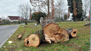Ein Heppenheimer Baum als Zeitzeuge: Die große Kastanie auf dem Le-Chesnay-Platz wurde wegen Kernfäule gefällt, dabei traten Metallsplitter aus dem Zweiten Weltkrieg zum Vorschein.