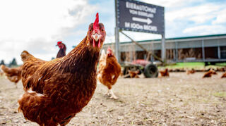Die Hühner vom Eier-Klaus sind fleißig am Arbeiten und legen aktuell bis zu 1800 Eier pro Tag.