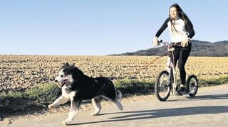 „Dogscooting ist wie eine gesunde Droge, die süchtig macht“, erzählt die 14-jährige Franziska Trillig aus Fürth. Mit ihrer Husky-Hündin Shira ist sie seit einem Jahr und mit Leidenschaft mit dem Dogscooter unterwegs.