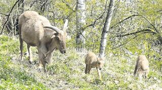 Einige neue Bewohner, wie diese beiden Mähnenspringer-Jungen mit ihrer Mutter, gibt es aktuell im Erlenbacher Bergtierpark zu bewundern.