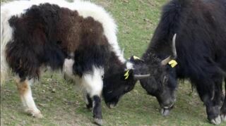 Kleiner Zank im Gehege: Der junge Yak-Bulle im Gerangel mit einer älteren Kuh.