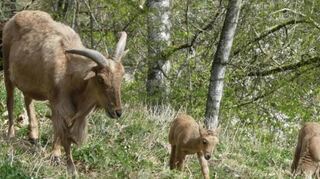 Einige neue Bewohner, wie diese beiden Mähnenspringer-Jungen mit ihrer Mutter, gibt es aktuell im Erlenbacher Bergtierpark zu bewundern.