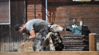 Am vergangenen Wochenende wurden die drei Schafe des Rodauer Begegnungshofes von einem professionellen Schafscherer geschoren.