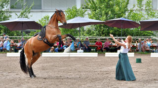 Eine Einheit: Karolina Schütz mit Lusitano Miracle in der Freiheitsdressur.