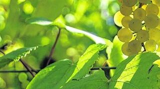 <p>Gute und gesunde Trauben, die ausgelesen werden, eignen sich für Verjus. Der Saft verfeinert später Salate und Soßen.</p>