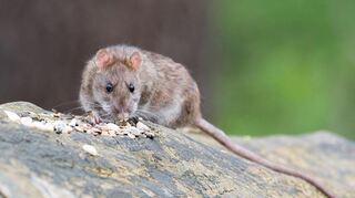 In Weinheim werden derzeit immer mehr Ratten gesichtet. (Symbolbild)