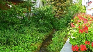 Hochgewachsene Büsche an der Lauter könnten bei Starkregen den Abfluss des Wassers behindern. Darauf wurde in der Reichenbacher Ortsbeiratssitzung hingewiesen.
