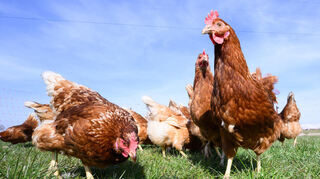 Für die Lebensmittelproduktion müssen Hühner bestimmte Zwecke erfüllen - darauf werden die Tiere jeweils hin gezüchtet.