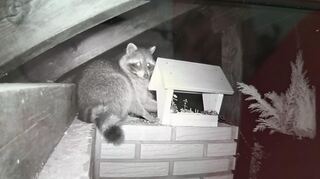 Mit seiner Wildkamera hat Eberhard Ulmen nachts einen Waschbär aufgenommen, der sich an einem Vogelfutterhaus mit Nahrung versorgen will.