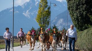 Der Almabtrieb im Alpbachtal wird Ende September gefeiert.