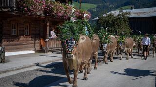 Die Tiere werden hübsch herausgeputzt.