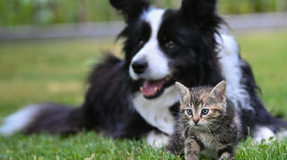 Eine Hündin der Rasse Border Collie liegt auf einer Wiese in einem Garten mit einem wenige Wochen alten Kätzchen.