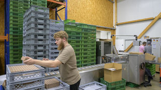 Für die Grundseife wird Olivenöl oder Kokosöl verwendet. 20.000 Seifenstücke verlassen täglich die Plankstadter Produktion.