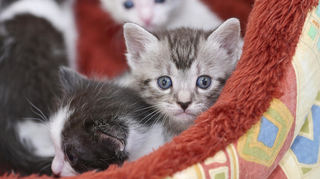 Die Helfer von ProCat vermitteln ausgewachsene Katzen, aber auch junge Tiere.