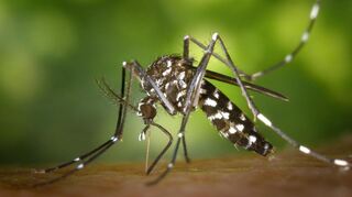 Die Asiatische Tigermücke (Aedes albopicts) ist potenzielle Überträgerin von Dengue-, Zika- und Chikungunya-Viren.