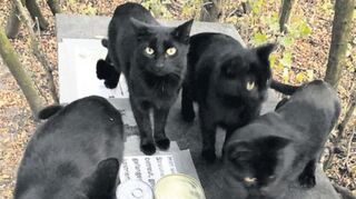 An Futterstellen wie diesen werden die Straßenkatzen von ehrenamtlichen Tierschützern versorgt.