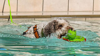 Der Spanische Wasserhund Elli wurde dem Namen seiner Rasse gerecht, wie man hier sieht.