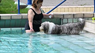 Bei manchen Vierbeinern musste das Frauchen mit ins Wasser und ihn mit Leckereien locken.