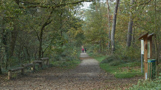 Die Wege entlang der Trimm-Dich-Strecke im Lampertheimer Stadtwald sind bei der Bevölkerung beliebt.