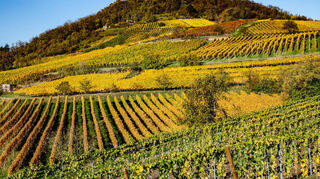 Die Weinberge am Hemsberg sollten durch eine Flurbereinigung neu geordnet und besser erschlossen werden. Doch nach 13 Jahren gibt es noch immer keine Entscheidung.