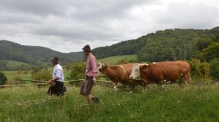 Über 40 Kühe, Rinder, Kälbchen und Bullen wurden beim Almabtieb in Gronau von den Weiden in Richtung der Ställe getrieben.