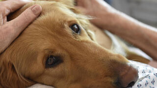 Für Hunde kann ein THC-Rausch gefährlich werden. Neben unklaren Symptomen wie Erbrechen, Durchfall und unkontrolliertes Speicheln können auch Herzrhythmusstörungen oder Krampfanfällen auftreten. (Symbolbild)