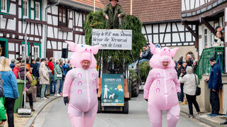 Die „Kerwesäue“ mussten wegen der Schweinepest diesmal an die Leine.