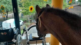 Auch der Blick durchs Fenster aus dem Obergeschoss war für Pony „Petter“ interessant.
