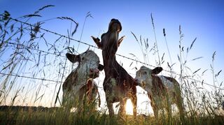 Für viele Verbraucherinnen und Verbraucher spielt Tierwohl eine wichtige Rolle. (Symbolbild)