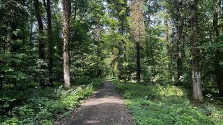 Lange, scharf gezogene Schneisen durschneiden den Niederwald. Wer würde denken, dass es sich dabei um ein Andenken aus der Barockzeit handelt?