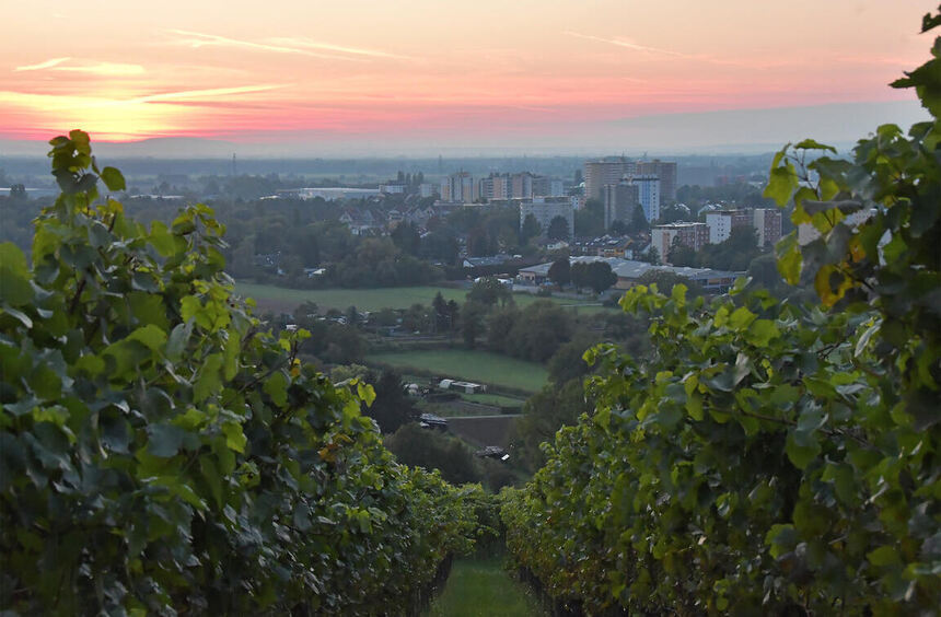 Heppenheim winegrowers are satisfied with the season