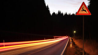 In der Dämmerung sind zahlreiche Tiere unterwegs, vor allem in waldreichen Gebieten.