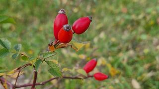 Natürliche Futterquellen wie wilde Rosen bilden im Spätsommer / Herbst Hagebutten aus, welche den Vögeln als Nahrungsquelle für die kühlen Tage dient.
