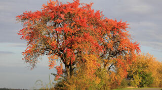 Buntes Laub sorgt für eine besondere Atmosphäre beim Wandern zur Herbstzeit.