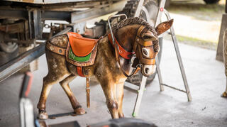 Der Esel „Max“ war das erste Karusselltier für „Silbers Reitschule“.