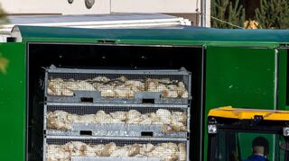 Nach ersten Erhebungen wurden bisher etwa 400.000 Hühner, Enten, Gänse und Puten gekeult und anschließend entsorgt.