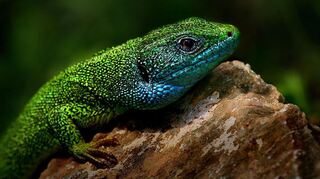 Diese Nahaufnahme einer blau-grün schillernden Smaragdeidechse gelang Heinz Diehl in der Nähe des flachen Steppensees. Sein Interesse gilt neben der Vogelwelt auch anderen Tieren.