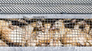 Unzählige Gänse und Enten mussten aufgrund des Vogelgrippe-Ausbruchs in Agrarbetrieben getötet werden.  (Archivbild)