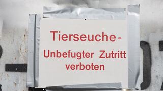 Die Geflügelpest versetzt Behörden und Landwirte in Alarmbereitschaft. (Archibbild)