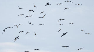 Vor allem Wildvögel sind von der Geflügelpest betroffen und verbreiten die Krankheit.