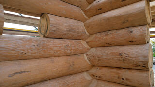 Bis zu 19 Meter lang und einen halben Meter stark sind die Baumstämme, aus denen das Haus entsteht.