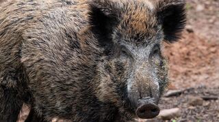 Auch den letzten Wildschweinen in der Region soll es an den Kragen gehen. So wollen Kreis und Land die Afrikanische Schweinepest endgültig eindämmen.