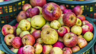 Körbe mit Äpfeln von Streuobstwiesen stehen nebeneinander, während der Verband der „Hessischen Apfelwein- und Fruchtsaft-Keltereien e.V.“ über den Keltersaisonstart, die Apfelernte sowie über Trends und Erwartungen für den diesjährigen Apfelwein informiert. +++ dpa-Bildfunk +++