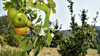 Lindenfels; Glattbach; Kelterei Bitsch; Apfelwein soll auf die Kulturerbe-Liste; Reinhard Bitsch zeigt seine Kelterei und berichtet rund um den Apfelwein; Apfelbaeume hoch ueber Glattbach; Bild: Dietmar Funck