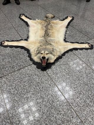 Der Zoll am Frankfurter Flughafen entdeckte ein Wolfsfell im Gepäck eines Reisenden. (Handout)