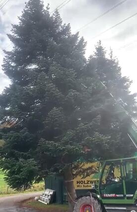 Der Bensheimer Weihnachtsbaum kommt in diesem Jahr aus dem Odenwald. Gefällt wurde er in der Schonung von Agrartechniker Norbert Emig. Am Freitagabend wird er auf dem Marktplatz aufgestellt.