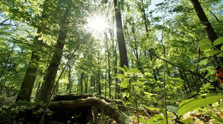Blick in den Bensheimer Wald bei Auerbach.