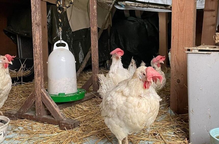 There are (almost) no rooms available at the Heppenheim animal shelter.