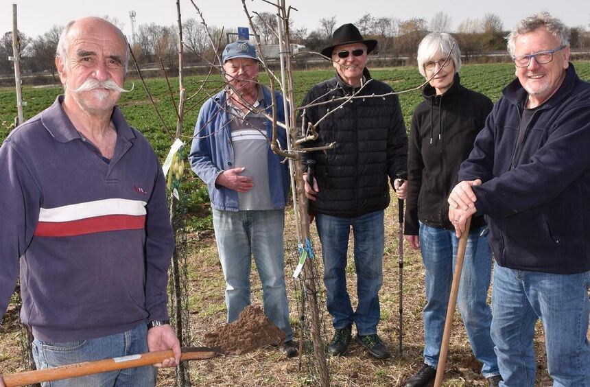 Naturfreunde Einhausen pflanzen sieben Obstbäume